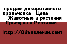 продам декоротивного крольчонка › Цена ­ 1 000 -  Животные и растения » Грызуны и Рептилии   